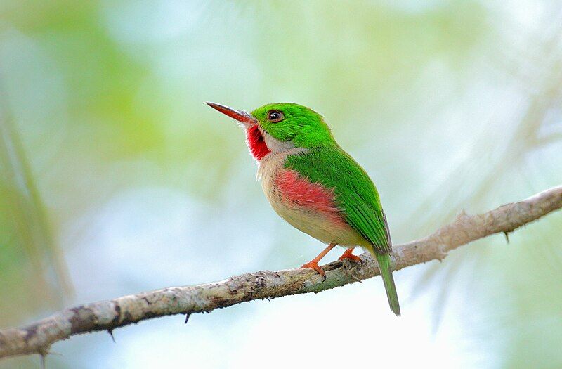 File:DR Broad-billed Tody1.jpg