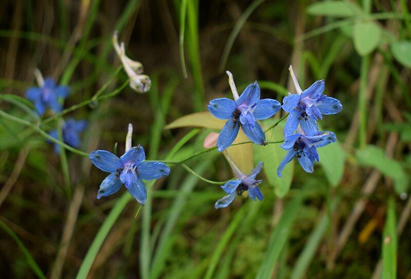 File:Delphinium denudatum 1.jpg