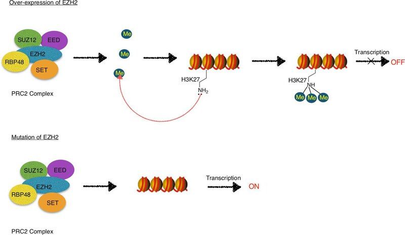 File:EZH2 mechanism.pdf