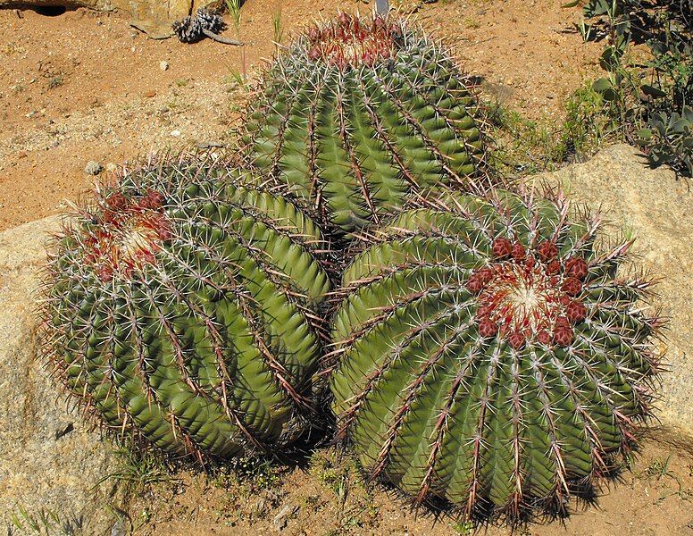 File:Ferocactusviridescens.jpg