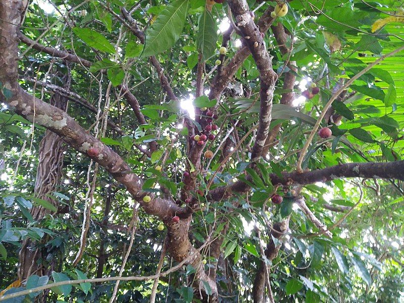 File:Ficus copiosa.jpg