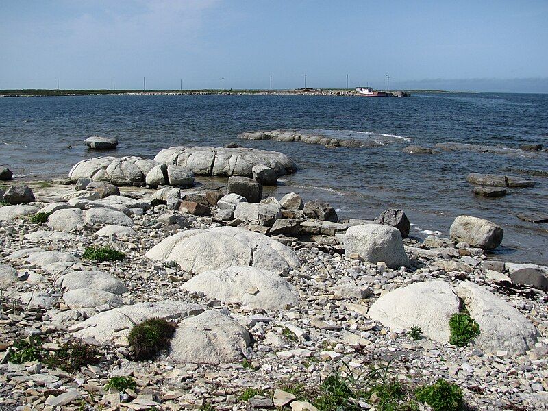 File:Flower'sCoveThrombolites.jpg