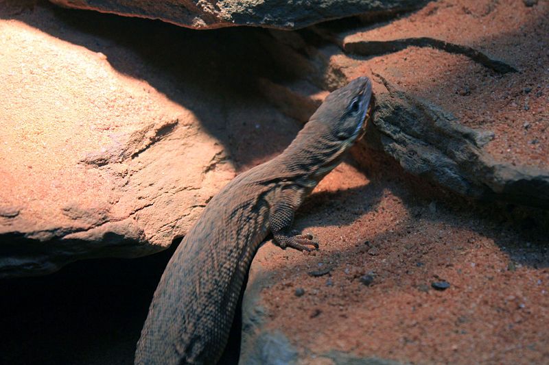 File:Gfp-storrs-pygmy-monitor.jpg