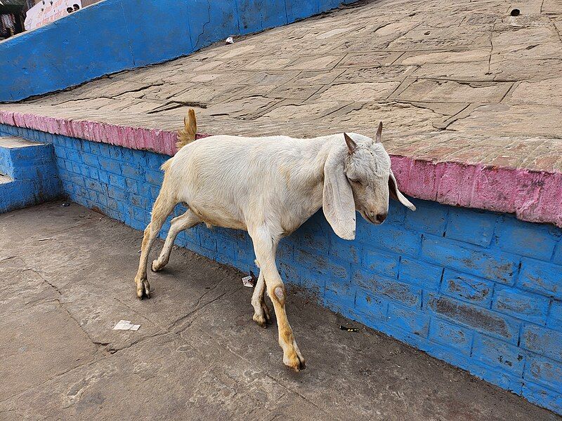 File:Goat-Varanasi India-Andres Larin.jpg