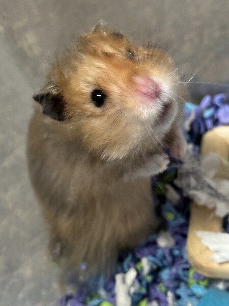 File:GoldenHamster.jpg