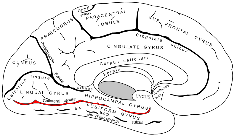 File:Gray727 collateral fissure.svg