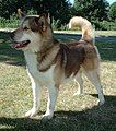 Image 52The Greenland dog carries 3.5% genetic material inherited from a 35,000-year-old wolf from the Taymyr Peninsula, Arctic Siberia. (from Domestication of the dog)