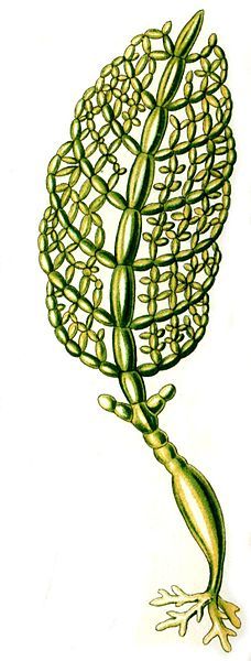 File:Haeckel Struvea plumosa.JPG