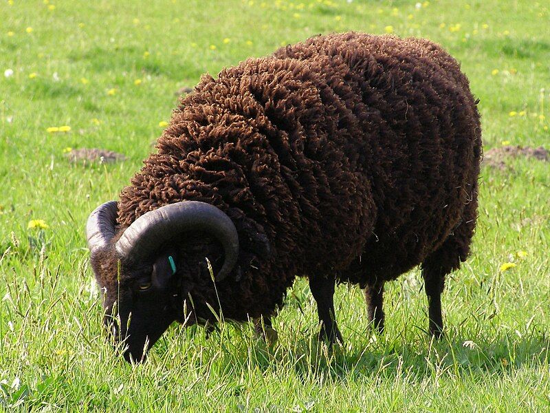 File:Hebridean ram.jpg