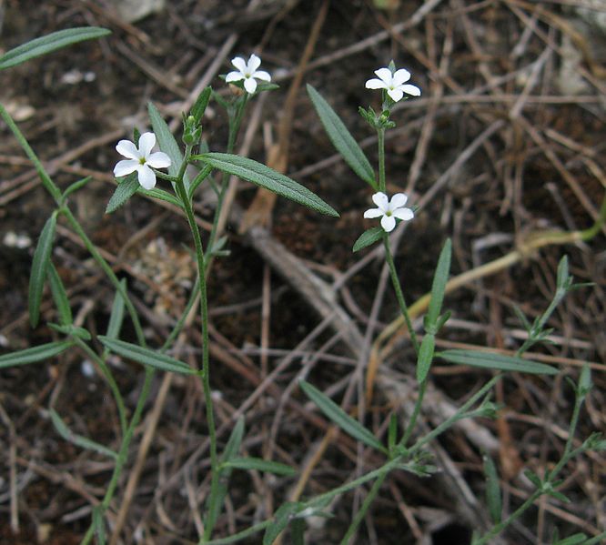 File:Heliotropium tenellum.jpg