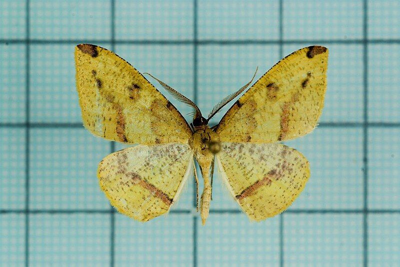 File:Heterolocha biplagiata female.jpg