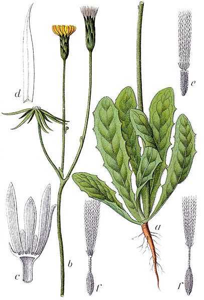 File:Hypochaeris glabra Sturm40.jpg