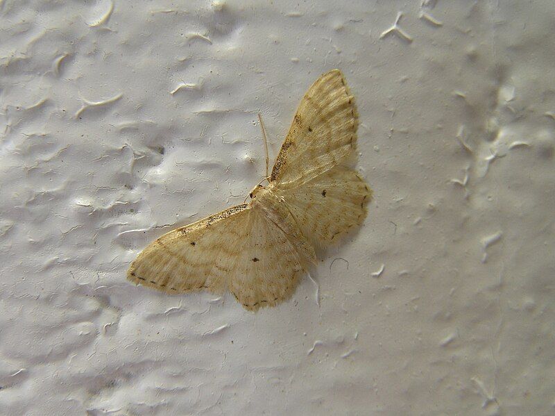 File:Idaea fuscovenosa FvL.jpg