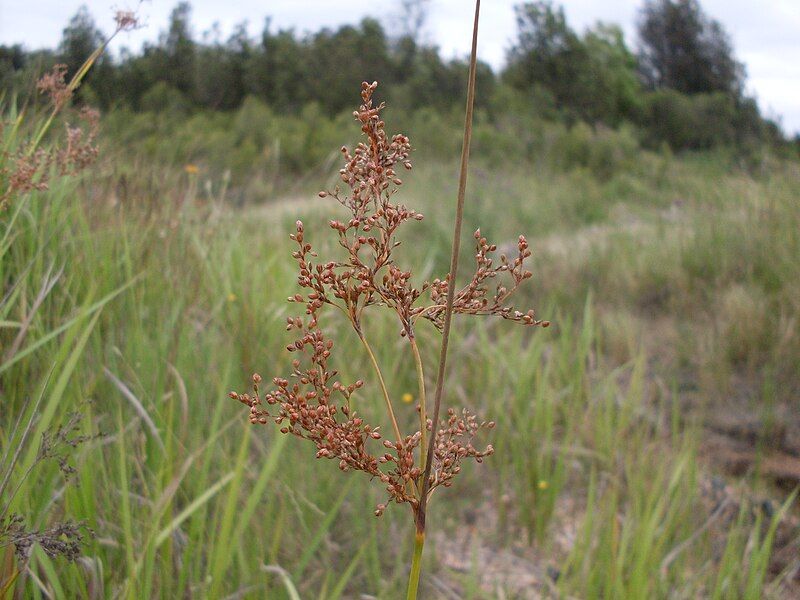 File:Juncus (3215320256).jpg