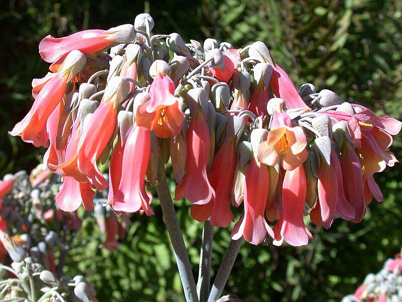 File:Kalanchoe delagoensis03.JPG