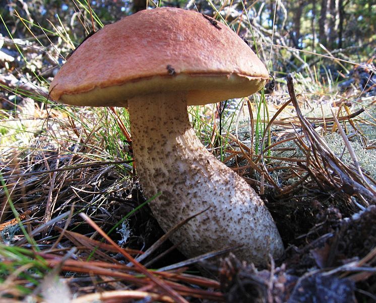 File:Leccinum aurantiacum EHM6.JPG