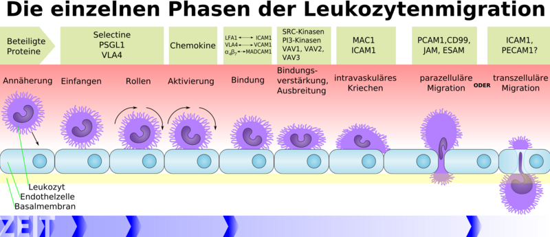 File:Leukozytenmigration 01.png