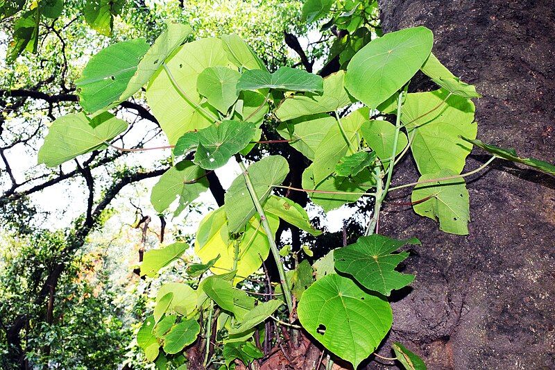 File:Macaranga indica (2).jpg