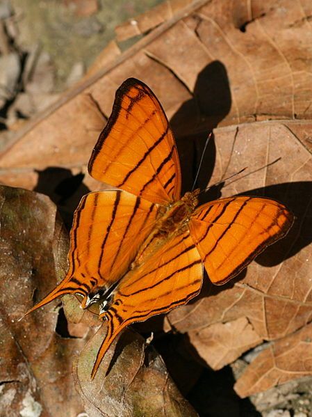 File:Marpesia berania (2871596969).jpg