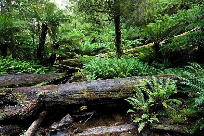 File:Marriott Falls Vegetation.jpg