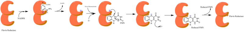 File:Mechanismpingpong.png