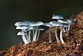 Mycena interrupta, Myrtle Forest, Collinsvale, Tasmania, Australia