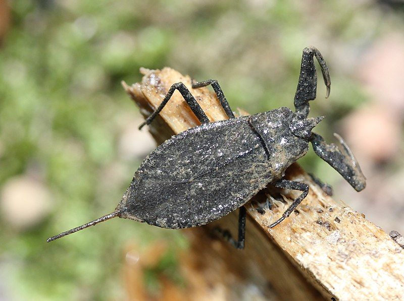 File:Nepa apiculata.jpg