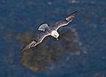 Northern fulmar, Fulmarus glacialis