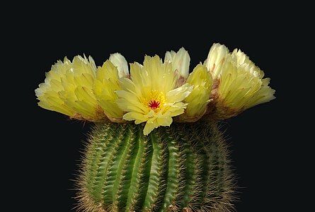 Parodia tenuicylindrica, by Laitche