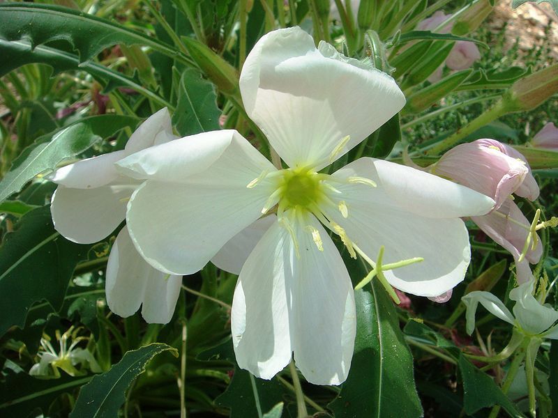 File:Oenothera-caespitosa-20080330.JPG