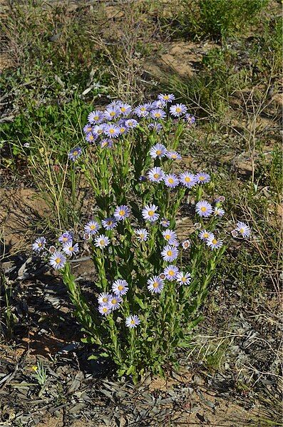 File:Olearia rudis habit.jpg