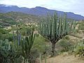 Plants growing in Tomellin, Oaxaca