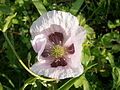 Papaver somniferum close-up flower