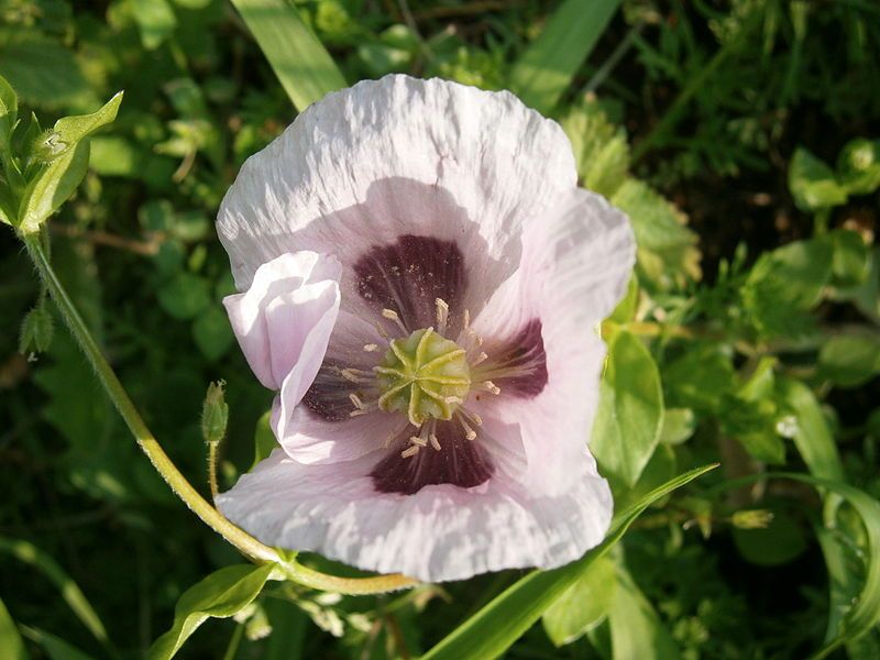 File:Papaver somniferum 004.jpg