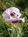 Papaver somniferum close-up flower