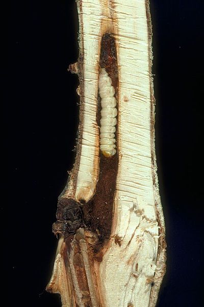 File:Paranthrene robiniae larva.jpg