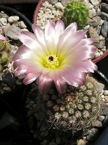 File:Parodia rutilans.jpg