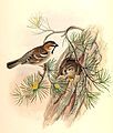 Saxual Sparrow, Passer ammodendri, Birds of Asia, Volume V, J Gould and H. C. Richter