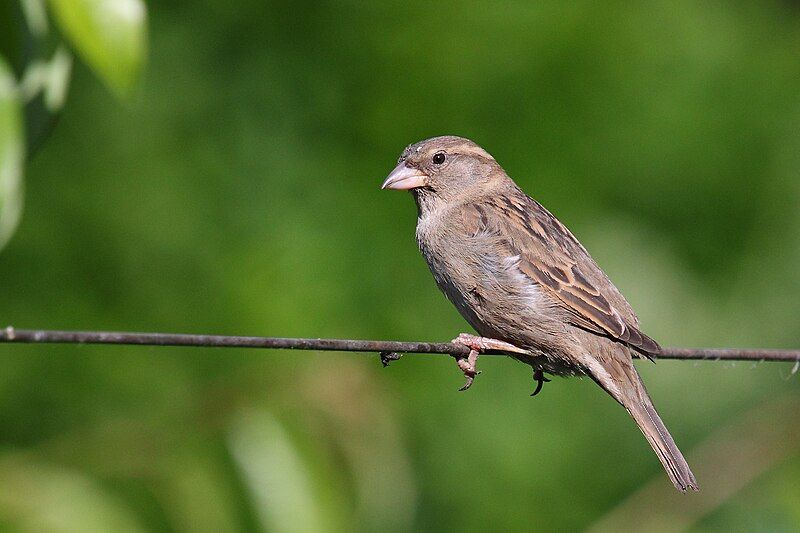 File:Passer Domesticus female.jpg