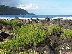 Pemphis acidula on the coastline