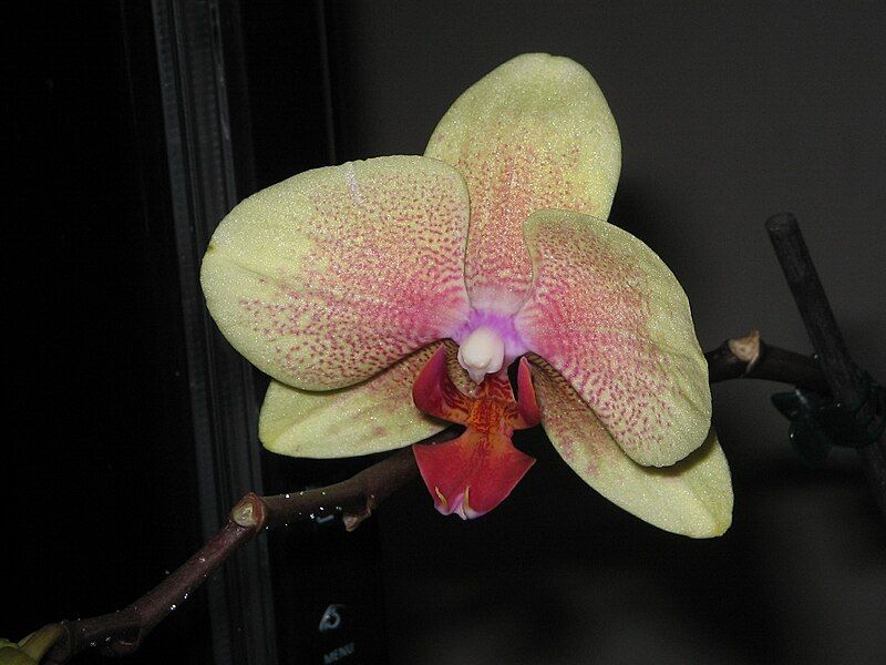 File:Phalaenopsis cv04a.jpg