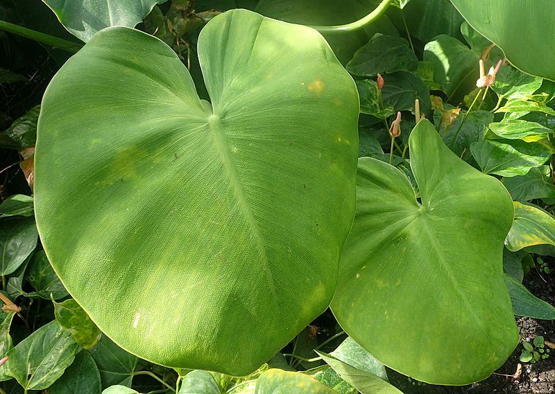 File:Philodendron rugosum kz1.jpg