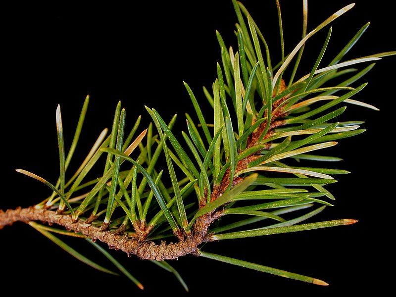 File:Pinus banksiana 15-p.bot-pinus.diva-34.jpg