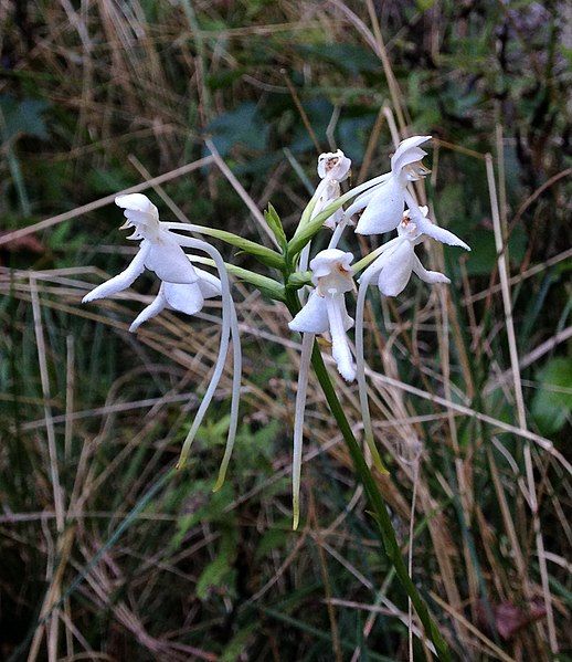 File:Platanthera integrilabia.jpg