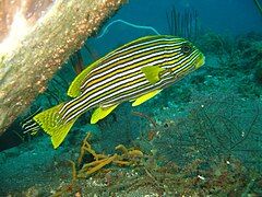 Plectorhinchus polytaenia