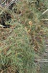 Bracken fern, an important wild food source for Māori.