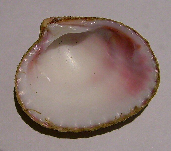 File:Purpurocardia purpurata (inside).JPG