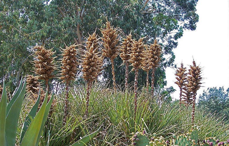 File:Puya chilensis-2.jpg