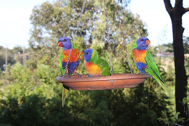 File:RainbowLorikeetPairWithChick.jpg