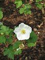 Rubus 'Benenden'